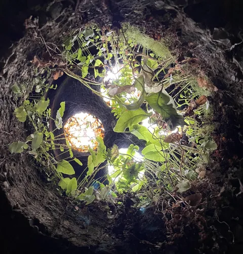 Went into an old coal store under the pavement and saw this when I looked up.