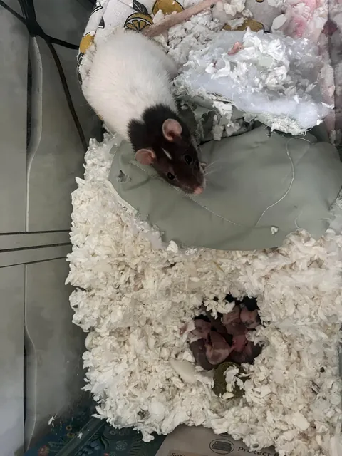 So as it turns out, my rat was, indeed, not faking her pregnancy. Not at all.