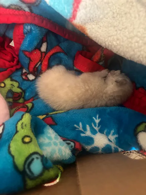 Last update on abandon kitten