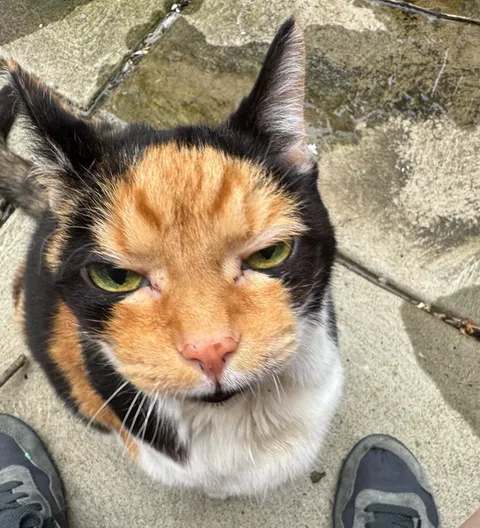 Meet Tinsel. She likes to judge people based on anything and everything.