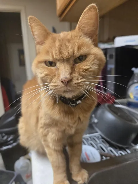 My old yellow girl passed today. I slept and cried and day. We knew the end was near