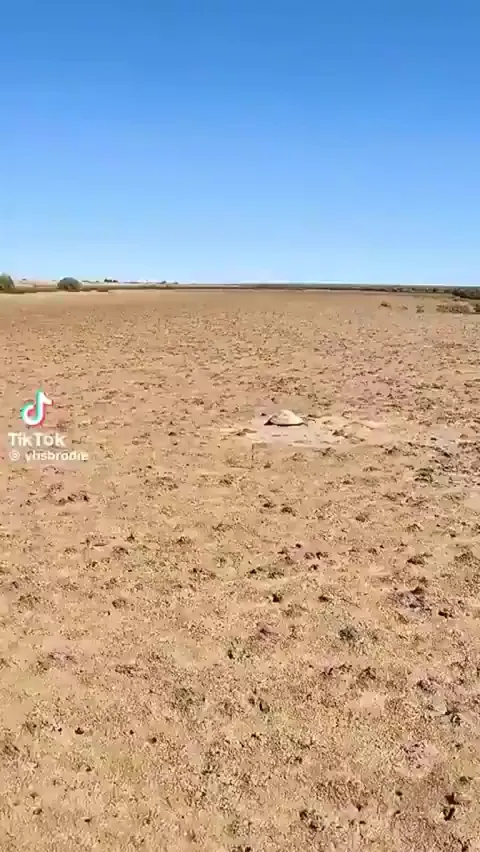 Love how the sea turtle started flapping when he had him close.. thank you for saving the poor animal 🐢🙏🏽