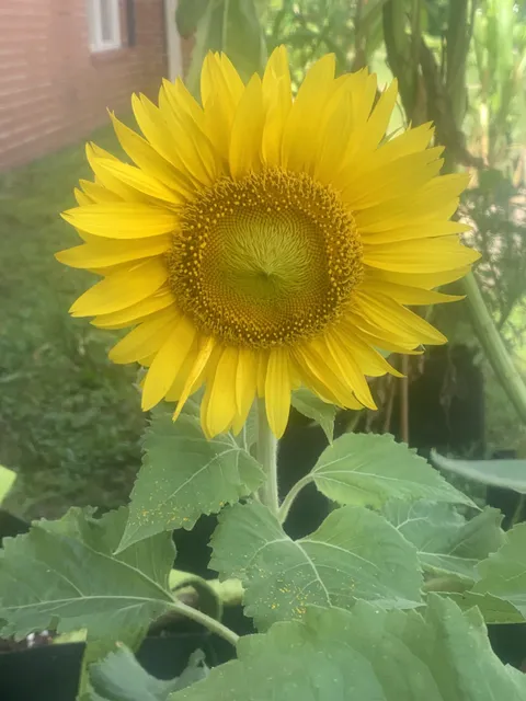 My first ever sunflower bloomed.