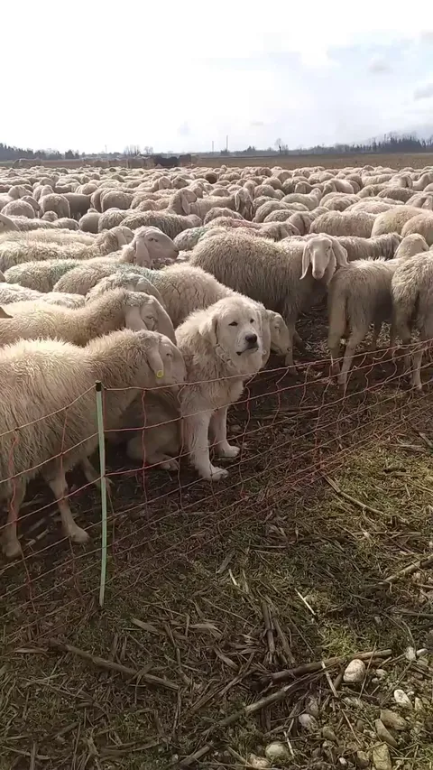 To protect the sheep, one must become sheep