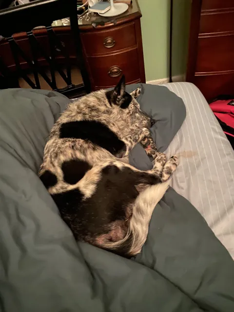 Meet my girlfriends dog, Lilah.