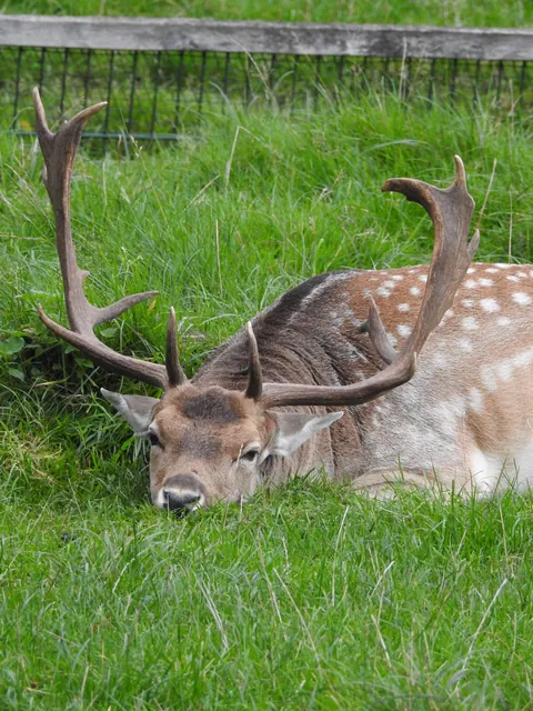 Very relaxed fallow deer