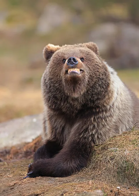 🔥 19 images from the Comedy Wildlife People's Choice Awards