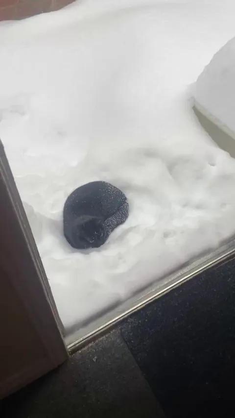 My Indoor Void Experiencing Snow for The First Time