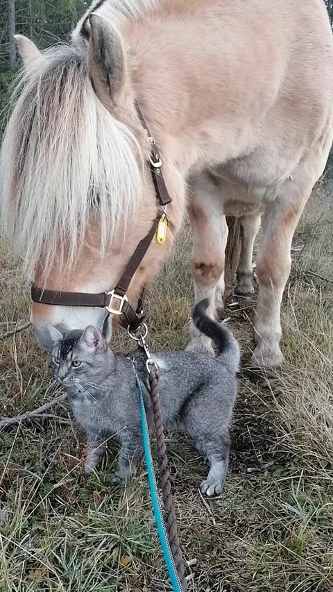 My two boys being cute and cuddly together ❤️