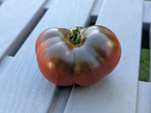 Home garden True Black Brandywine heirloom tomato Caprese salad