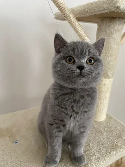 I have a suspicion that he knows how cute he is