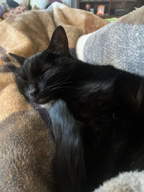 The sweetest and smartest cat I’ve ever had