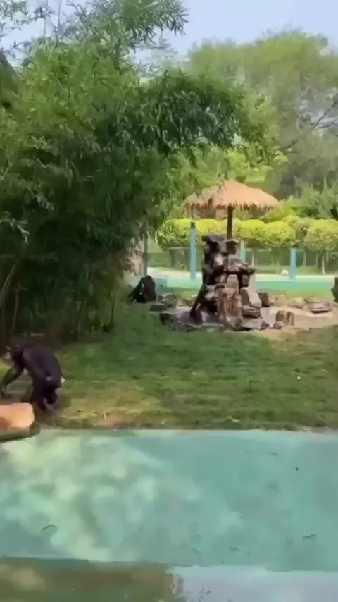 Monkey see monkey do