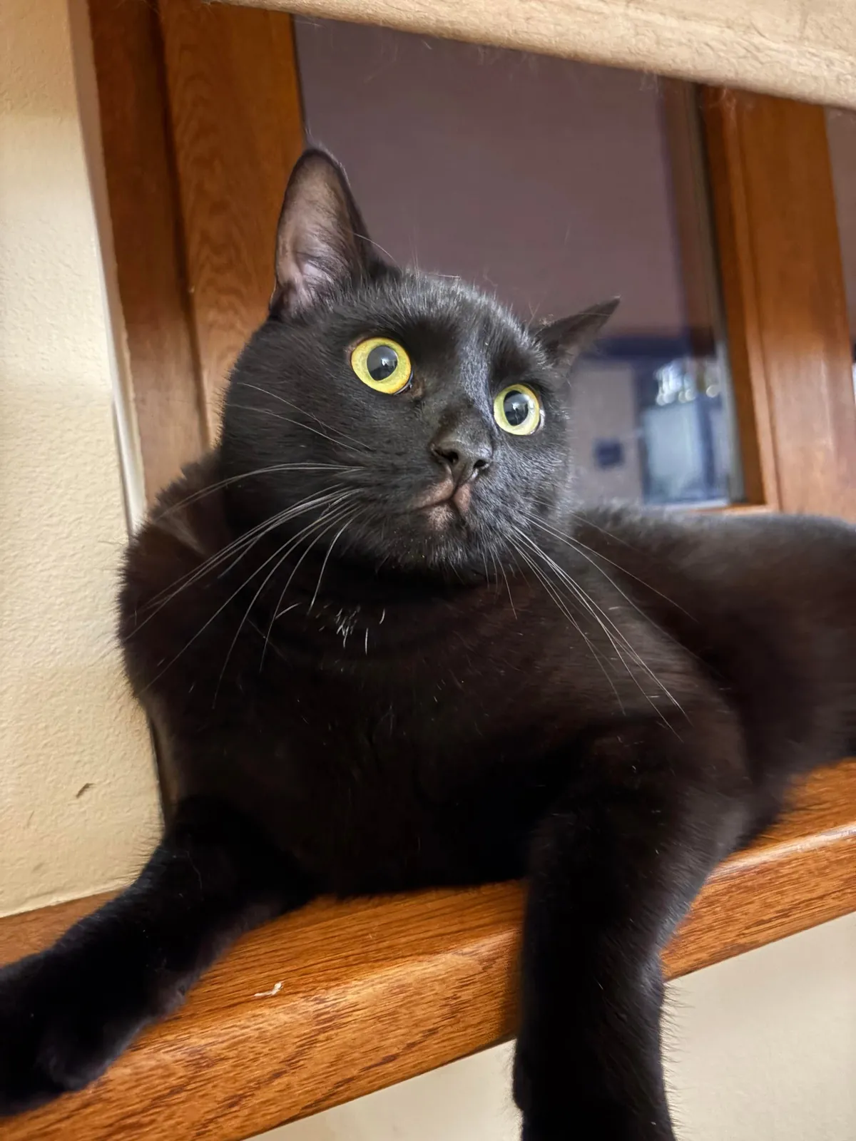 Black nose, black whiskers,  black paws… white tip of tail? 🖤🖤🖤🤍