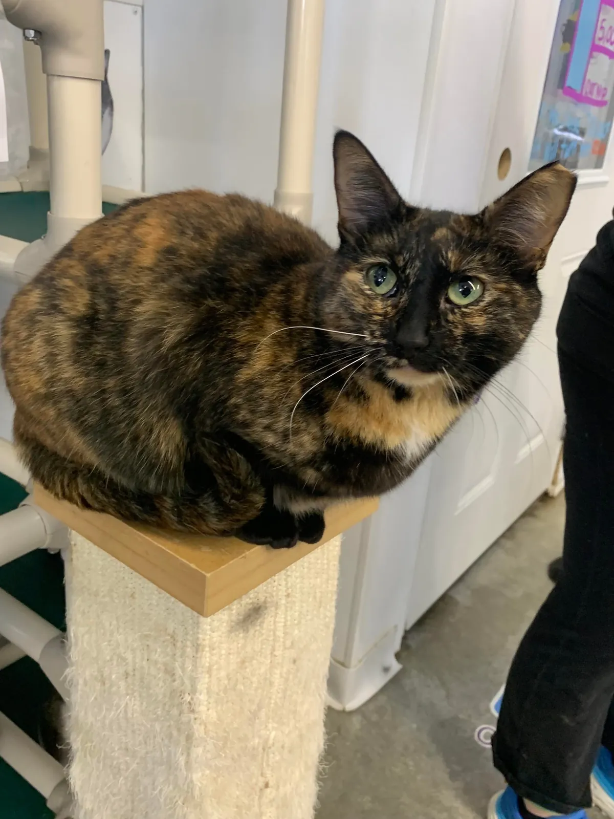 I just hit two years helping at the local animal shelter!