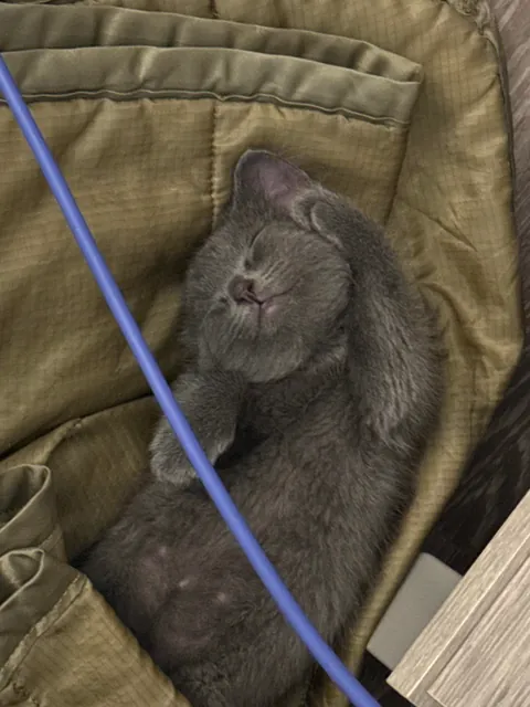 A year ago, this little nugget was found inside a Humvee. Introducing Midnight.