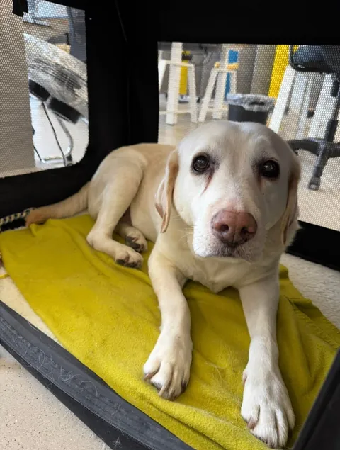 My office has an open dog policy