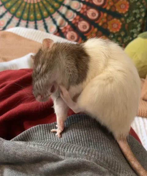 I’ve had a hard day… Please show me ur ugliest rat pics