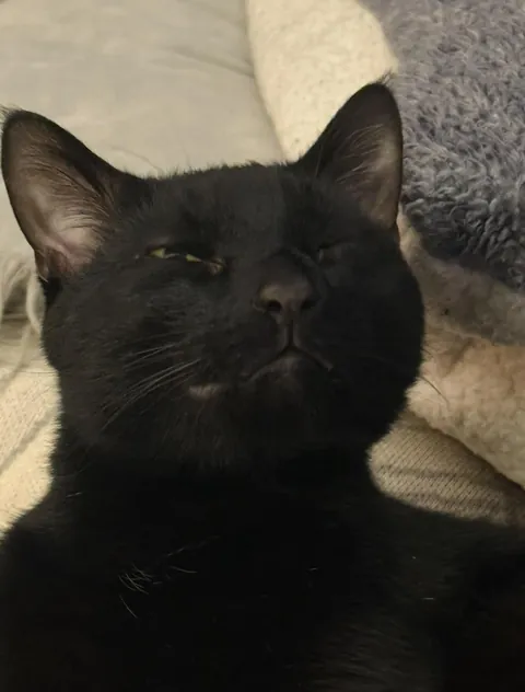 my very un-photogenic squidward