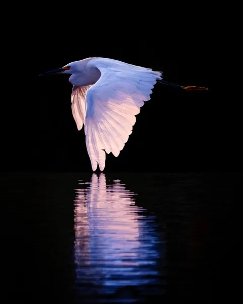 ITAP of an egret flying low over the lake at sunset.