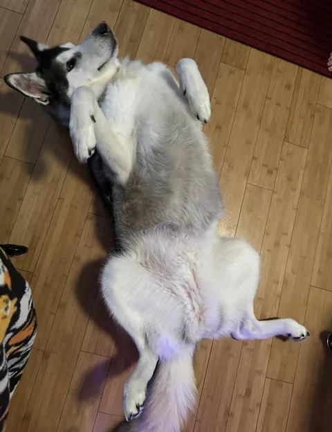 I think I assembled my dog wrong