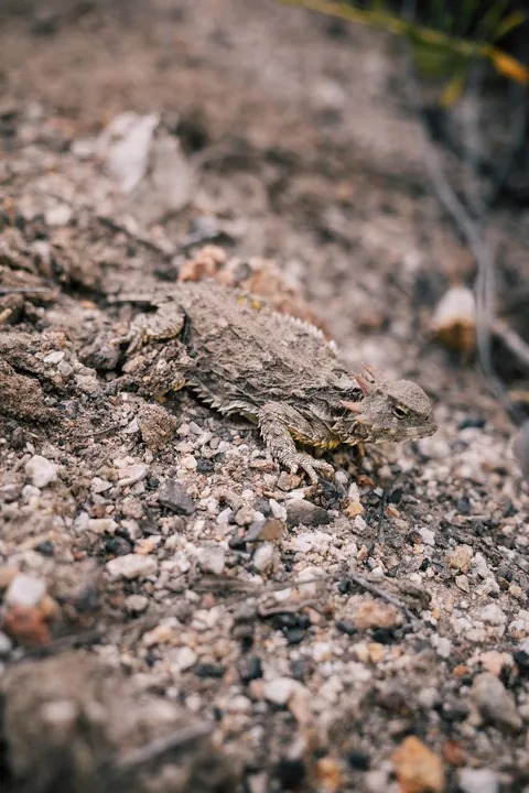 I hiked 2650 miles from Mexico to Canada on the Pacific Crest Trail