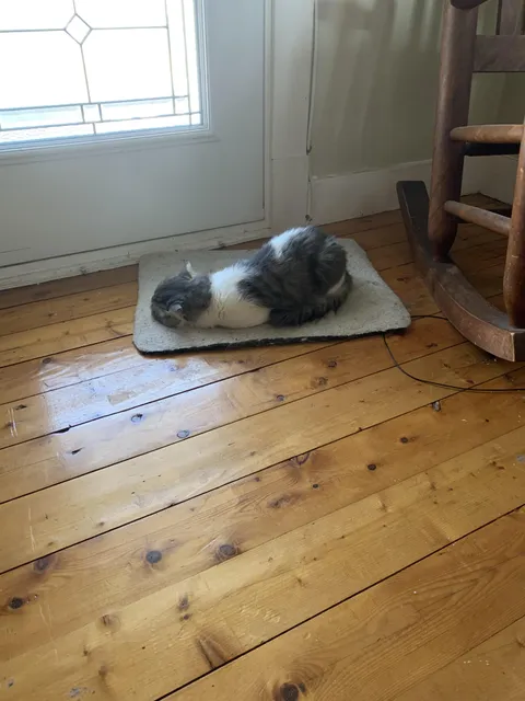 Is it normal for my cat to sleep like this. 