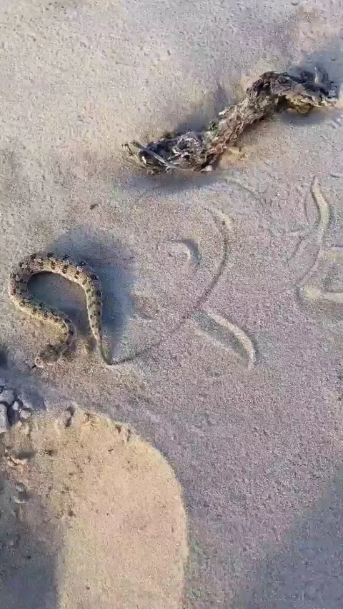 🔥 World's smallest adder, the Namaqua dwarf. Shoe for scale