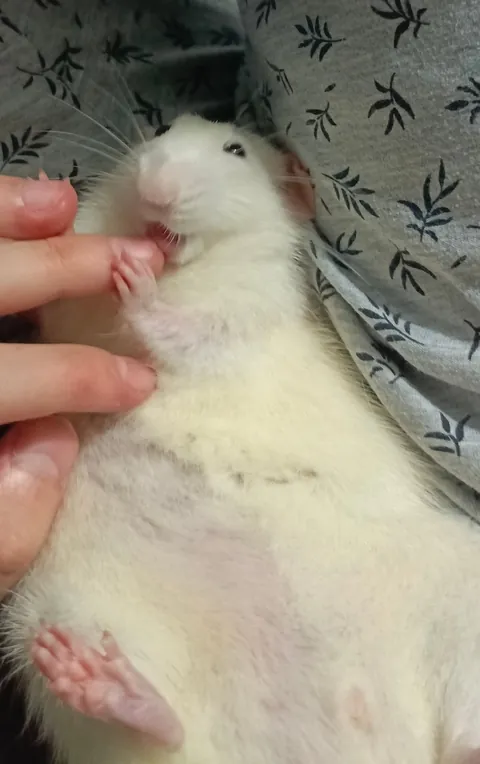 Cleaning the stinky human