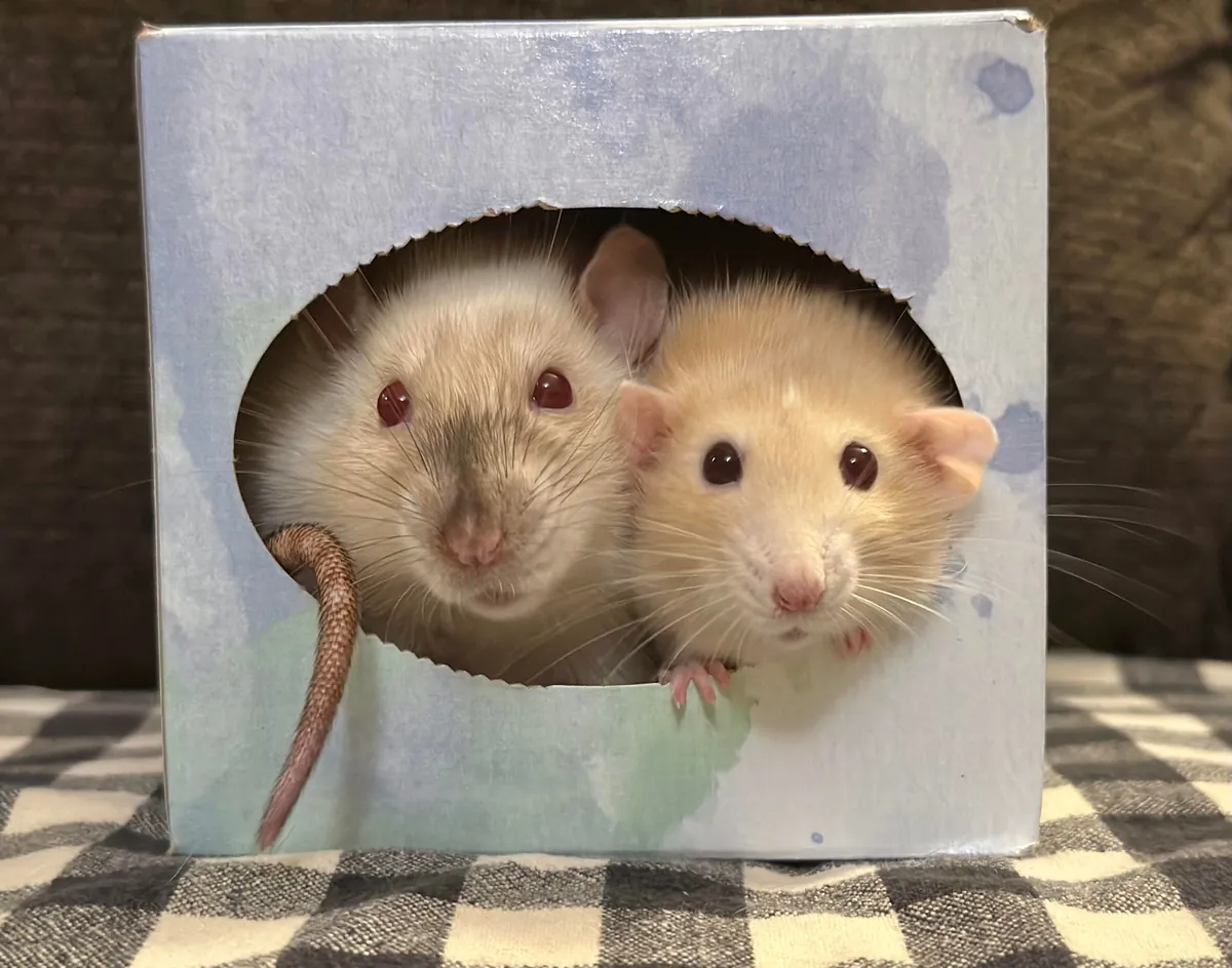 In Loving Memory of Naga 💔