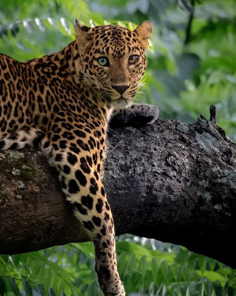 Photographer captures a rare Leopard with heterochromia 