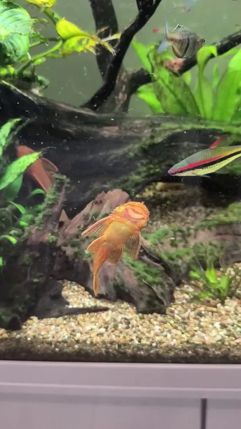 My friend's funny fish