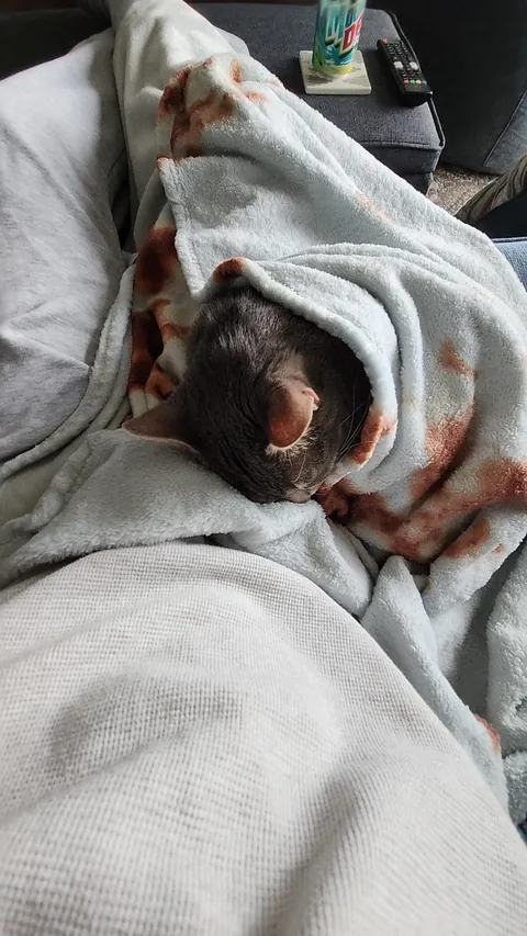 How blessed I am to have such a comfy lap