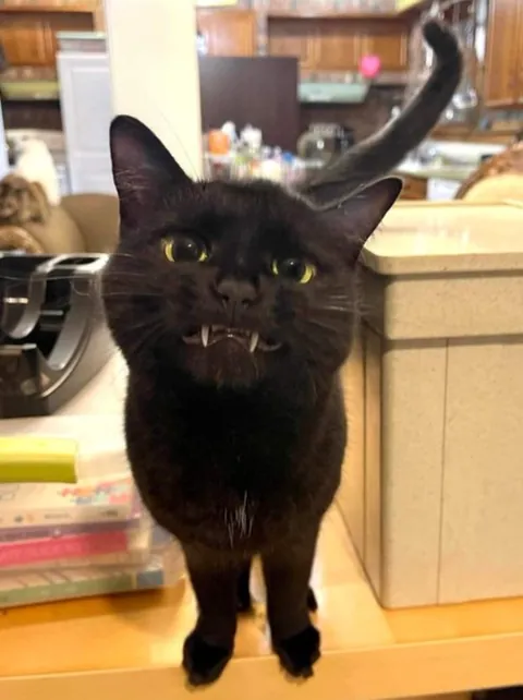 Who's really for Halloween?