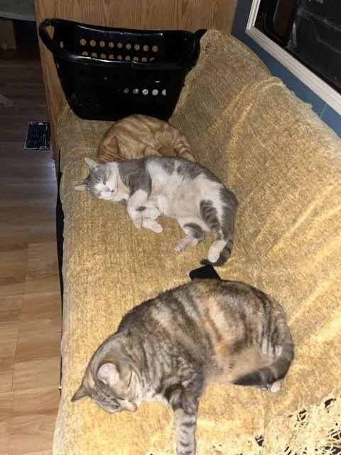 4 years ago my Girlfriend was taking a walk in the middle of nowhere in Arizona when she heard the tinest of cries coming from a PVC pipe. When she looked she found these little babies. She brought them home showered them with love.