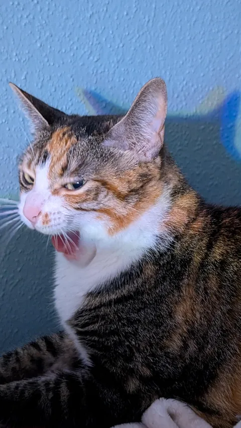 my dad passed so I have a cat now