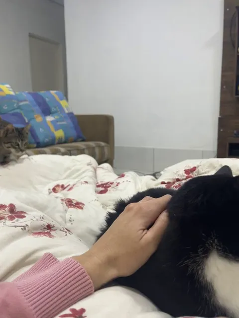 My cat brought a kitten home 