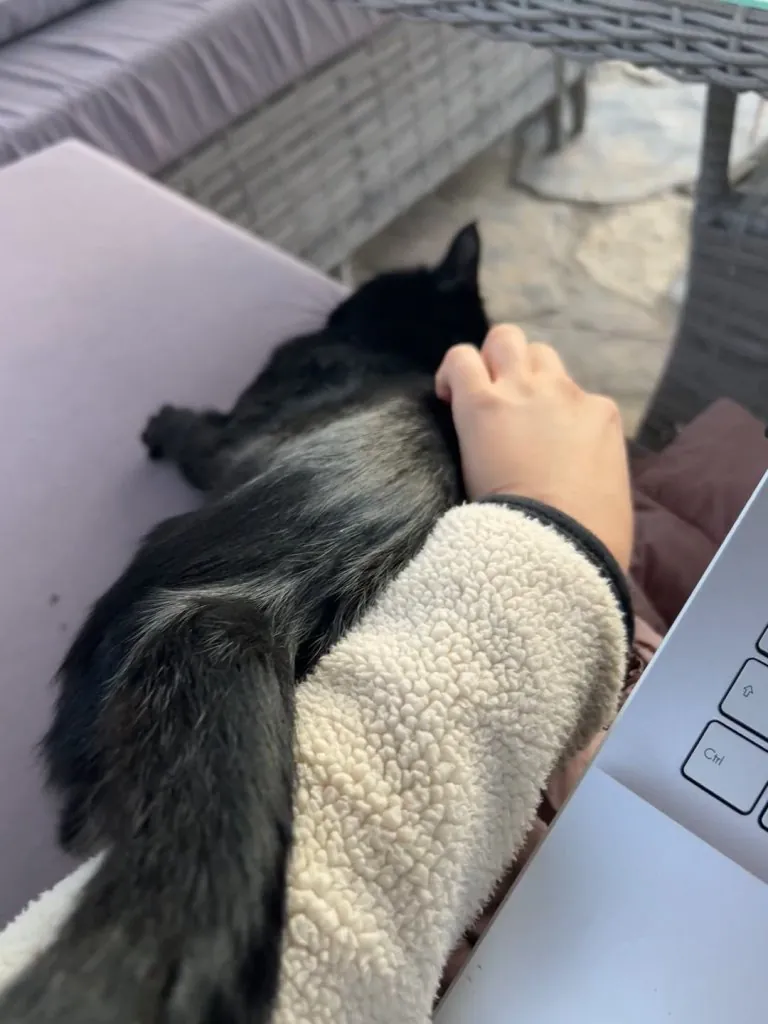 HELP! The stray cat suddenly got agressive towards me