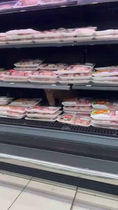 Caught this guy in the middle of a brazen supermarket heist. Suspect is considered extremely fluffy and dangerous