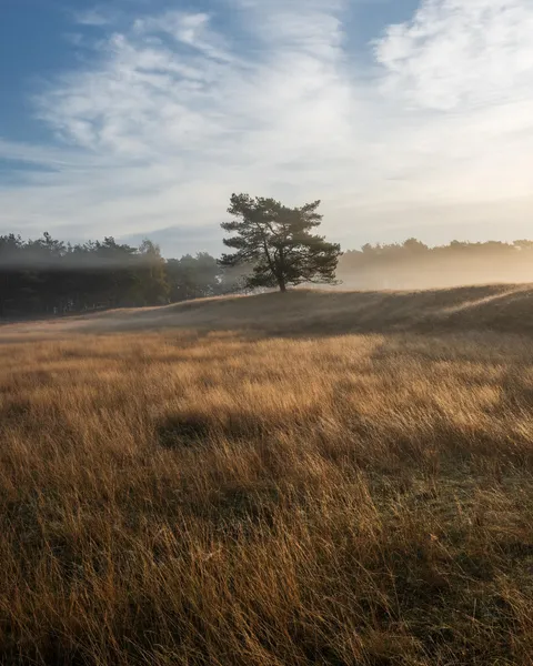 Sunrise and fog at my favorite National Park in the Netherlands [OC][1638x2048]