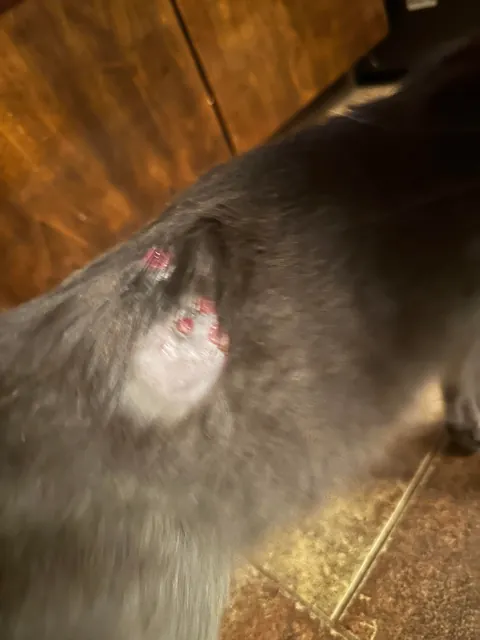 Went to get beer &amp; came home with a wounded cat