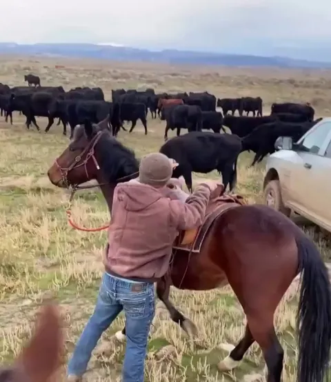 The horse choose violence.