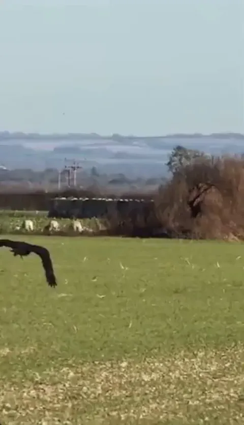 🔥Hare dodges attack from an eagle