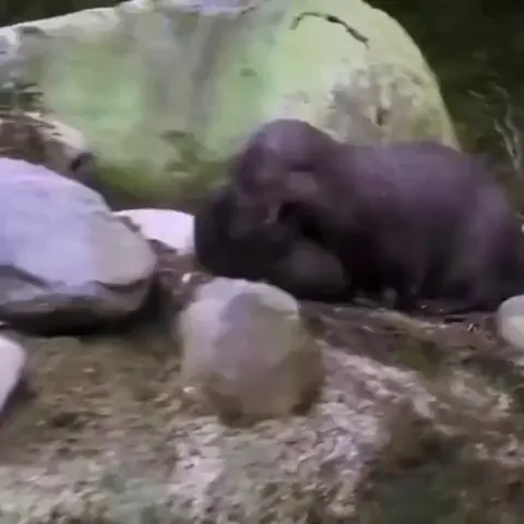 🔥 A mother otter teaching its pup how to swim