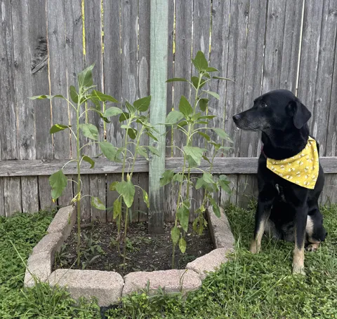 My dog is so proud of me and my sunflowers 🥰