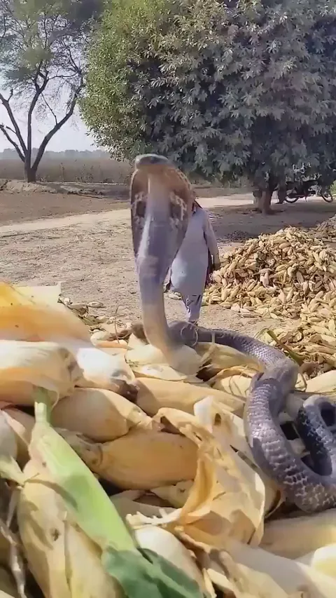 Cobra looks very proud of himself.