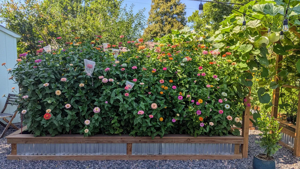Three years ago I replaced my lawn with garden beds to cope with chronic illness and depression. What started as a hobby has grown into a small flower farm and a brighter chapter in my life.