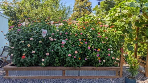 Three years ago I replaced my lawn with garden beds to cope with chronic illness and depression. What started as a hobby has grown into a small flower farm and a brighter chapter in my life.