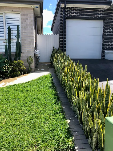 My fence of Sansevieria / mother in laws tongue / snake plants 