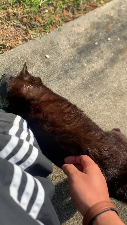 was chillin at the park and this random cat pulled up and started rubbing itself on me
